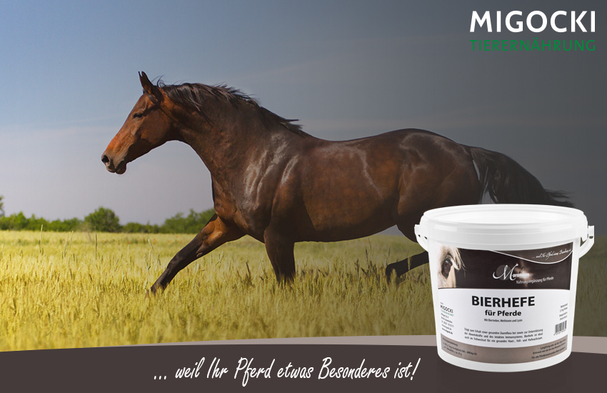 Pferd Magnesium Logo Migocki gesatteltes Pferd